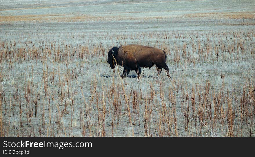 Wildlife, Cattle Like Mammal, Bison, Prairie