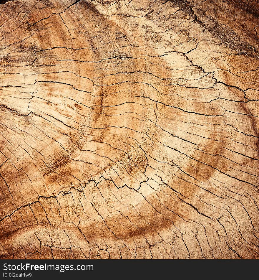 Wood, Trunk, Rock, Soil