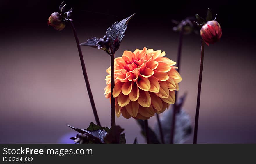 Flower, Flora, Petal, Flowering Plant