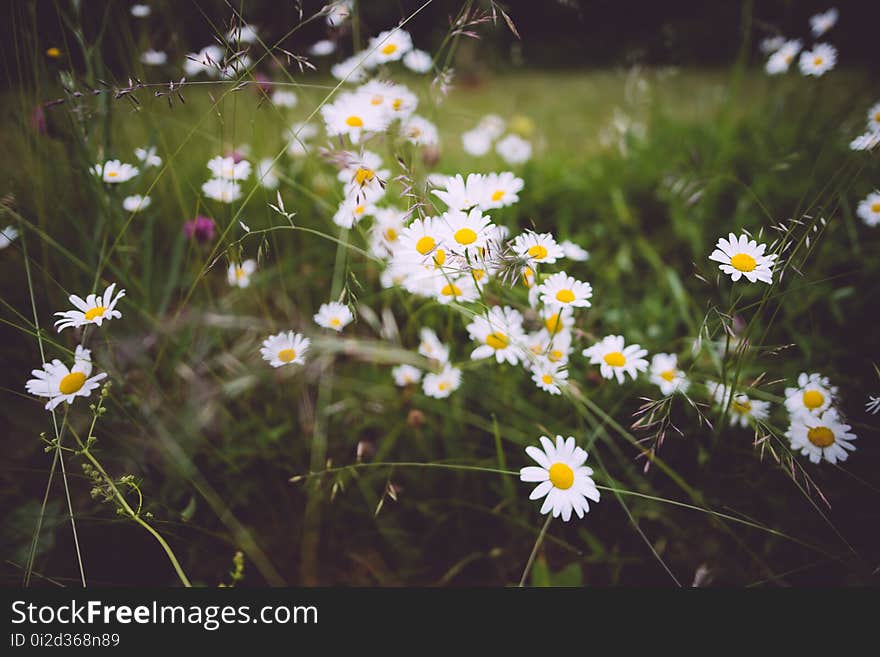 Flower, Plant, Flora, Chamaemelum Nobile