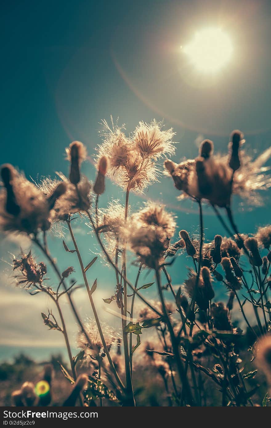 Sky, Flower, Plant, Sunlight