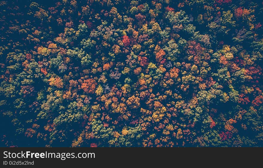 Sky, Leaf, Tree, Phenomenon