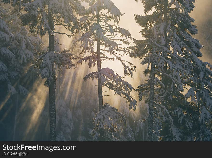 Tree, Winter, Frost, Sky