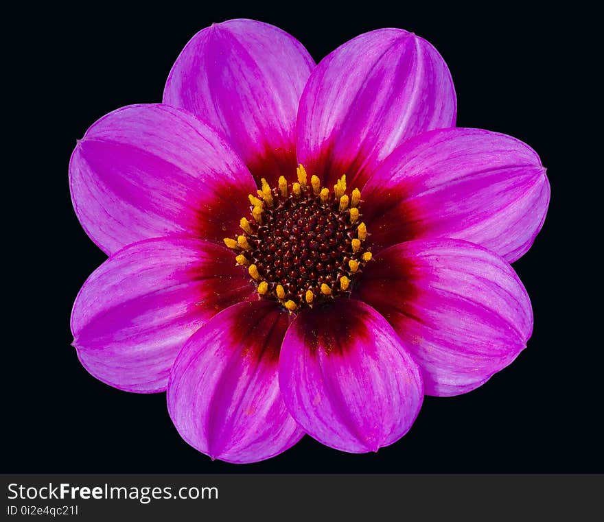 Flower, Violet, Purple, Dahlia