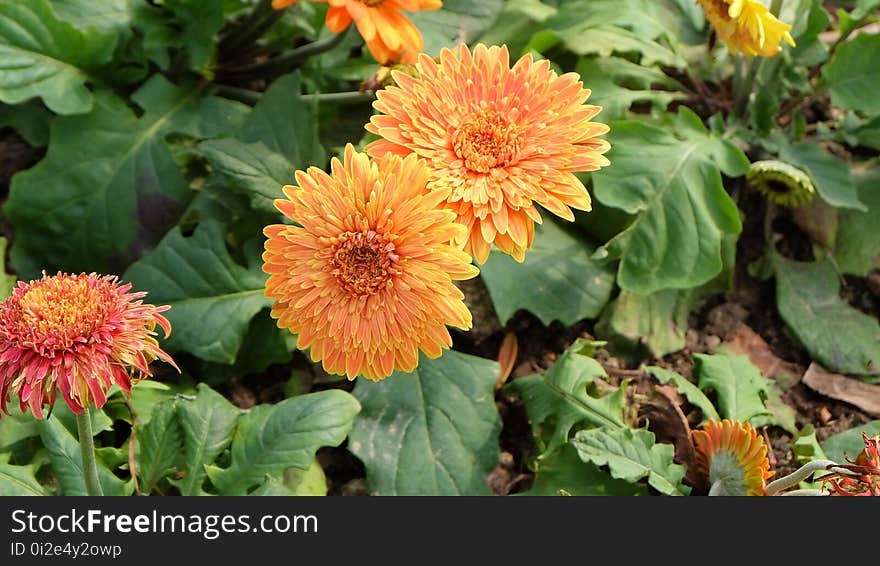 Flower, Plant, Blanket Flowers, Annual Plant