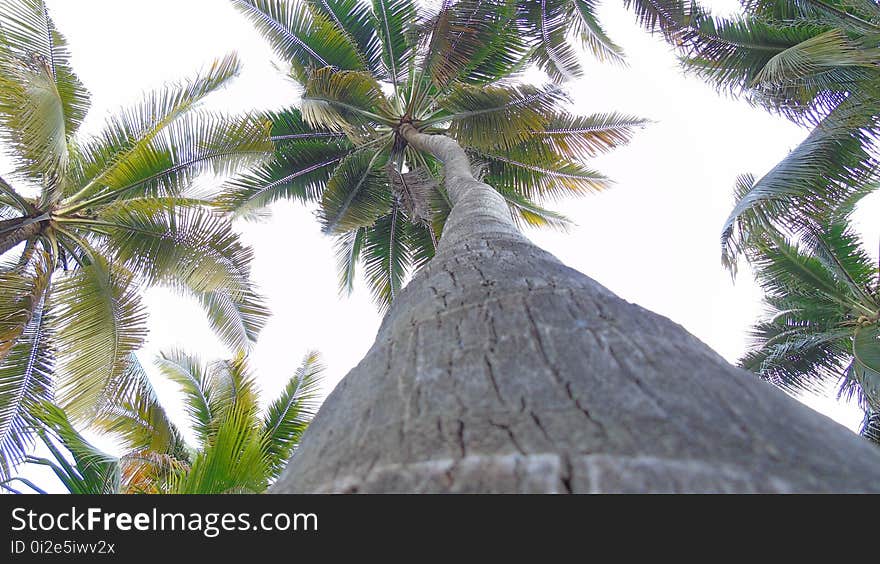 Tree, Woody Plant, Palm Tree, Arecales