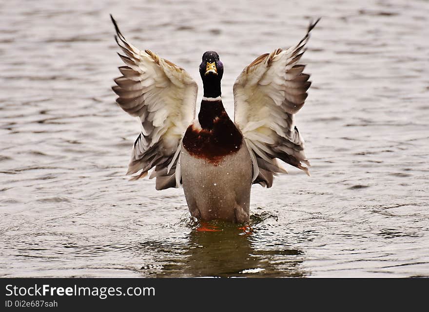 Bird, Duck, Water Bird, Ducks Geese And Swans