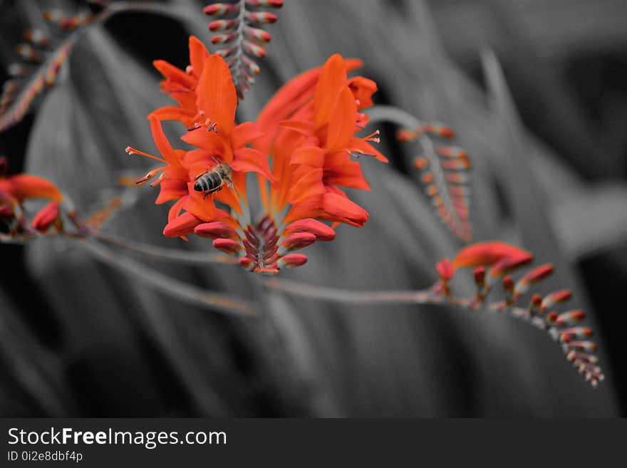 Flower, Plant, Flora, Orange