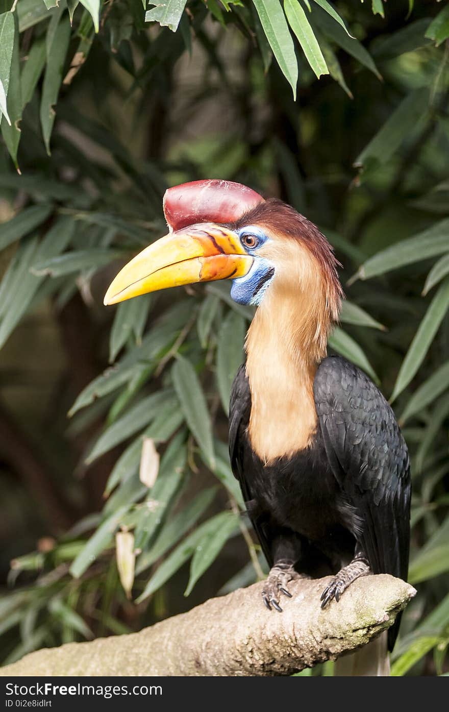 Bird, Beak, Hornbill, Fauna