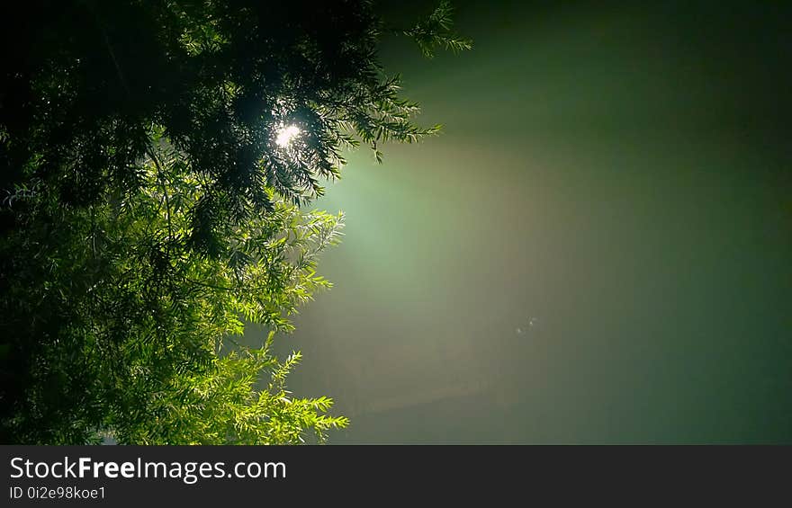 Green, Nature, Vegetation, Leaf