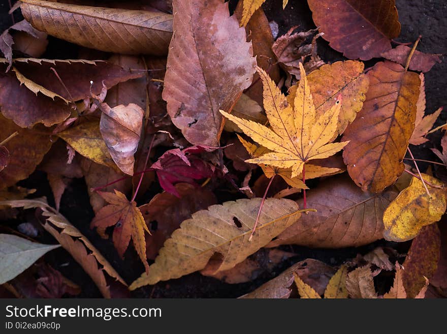 Leaf, Autumn, Deciduous, Plant