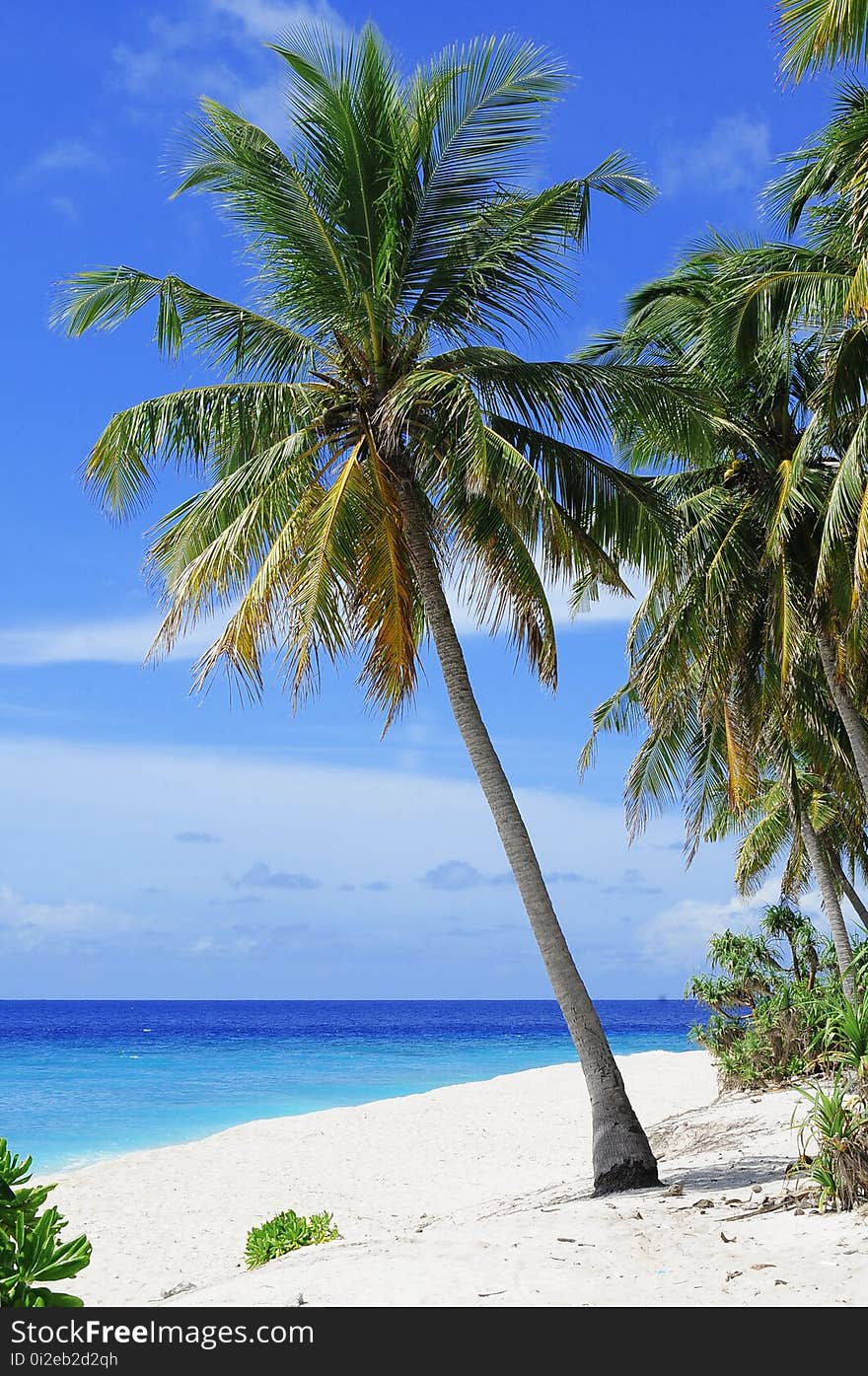 Tropics, Sky, Caribbean, Palm Tree