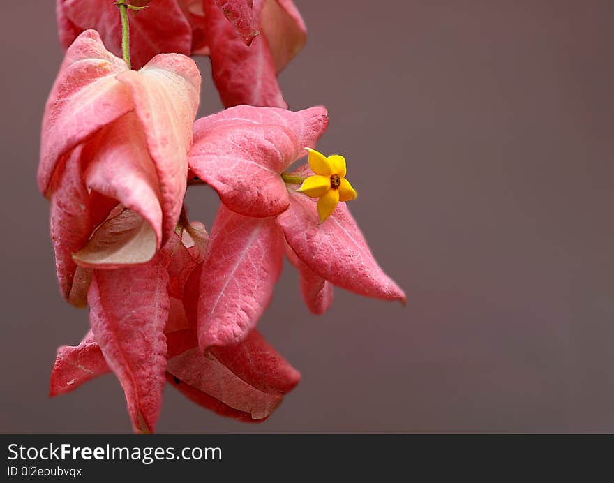 Flower, Flora, Pink, Petal