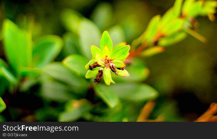 plants in the mountains