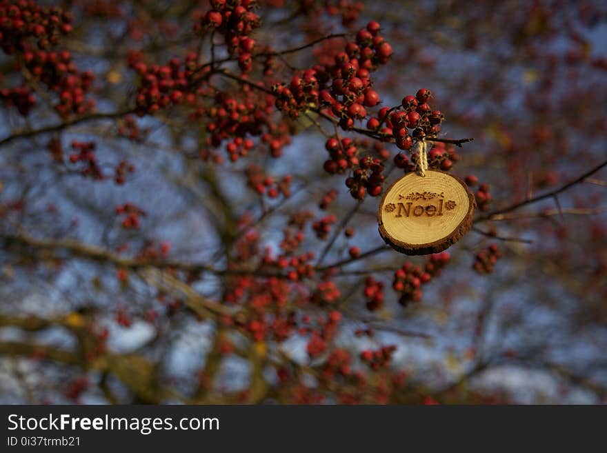 Branch, Rowan, Tree, Autumn