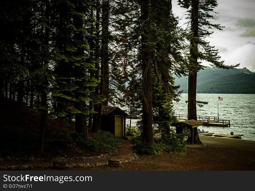 Nature, Water, Tree, Plant