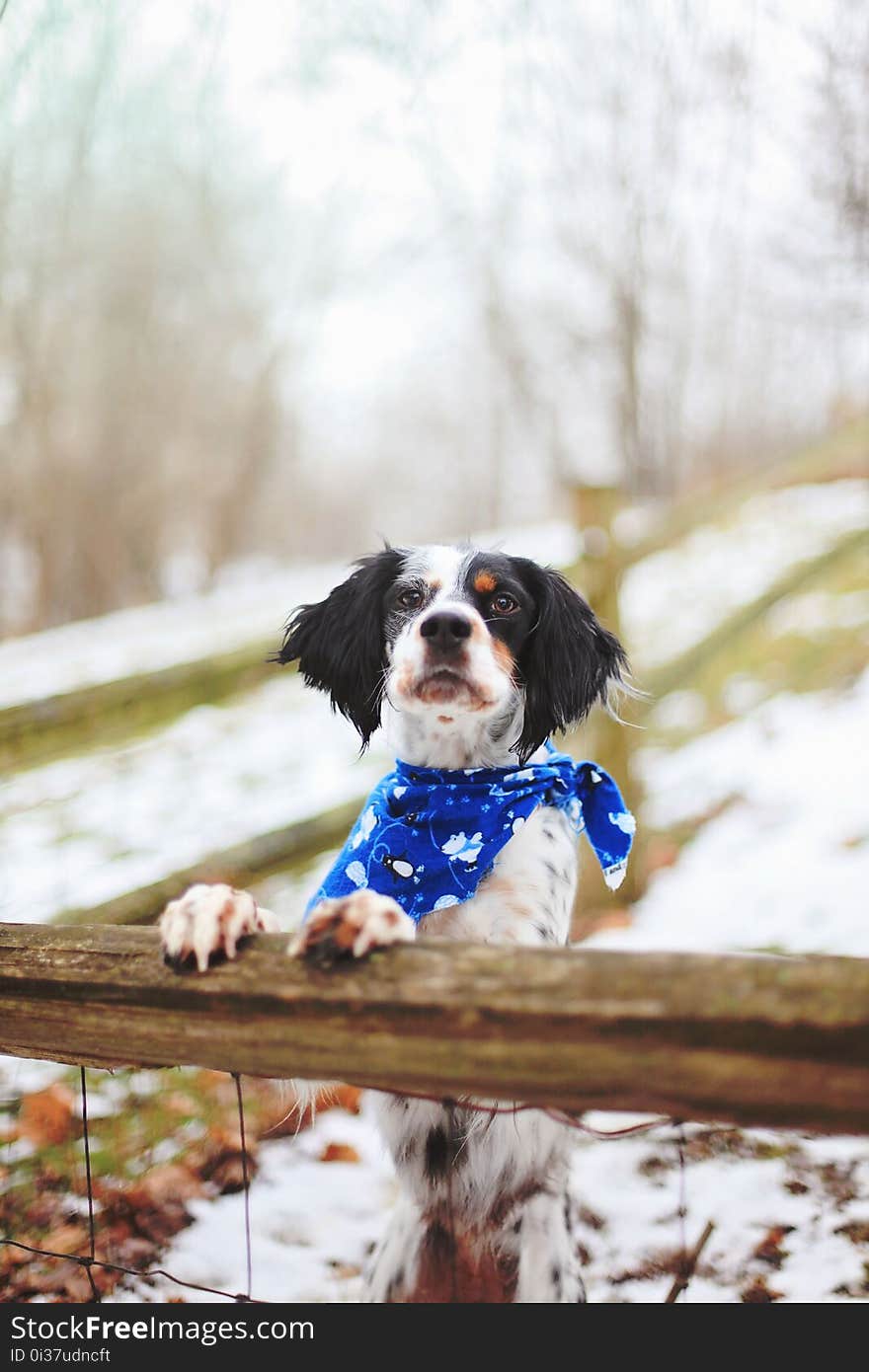 Dog, Dog Breed, Winter, Snow