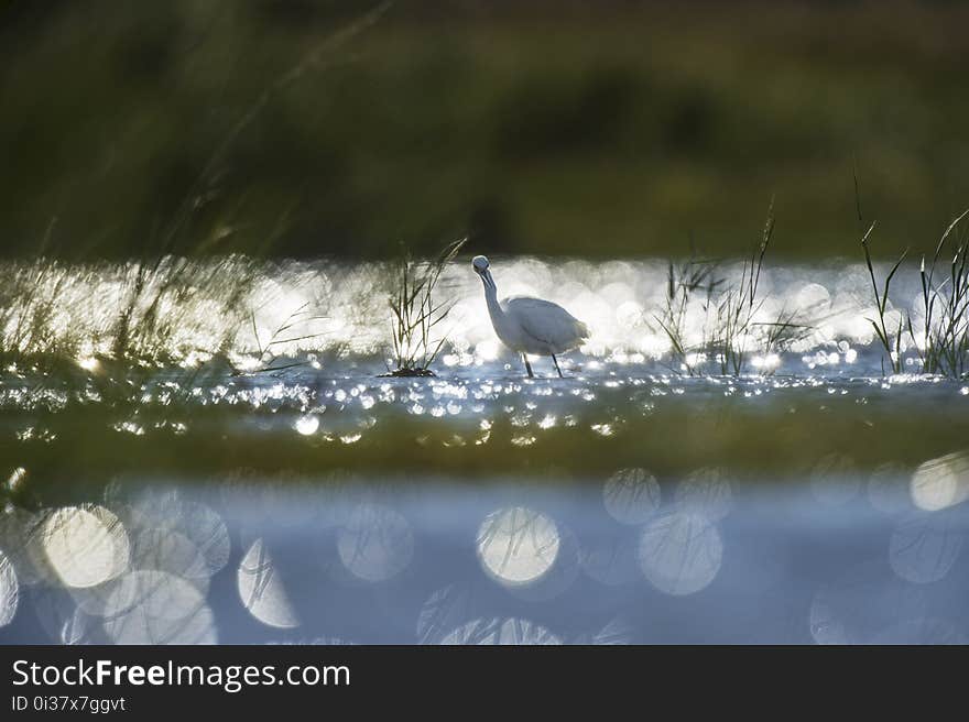 Water, Reflection, Fauna, Wildlife