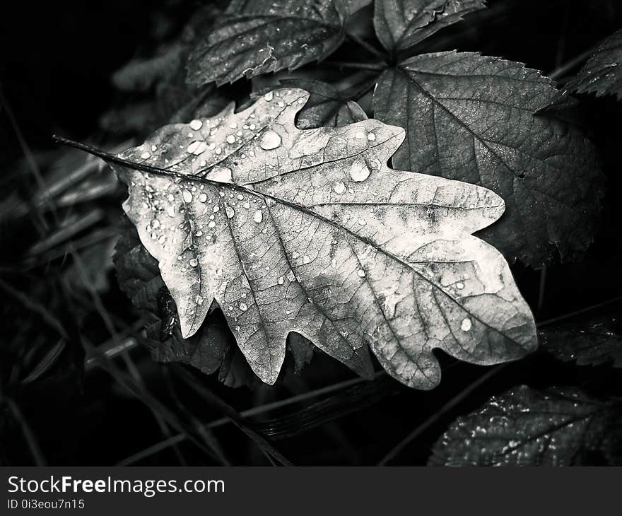 Once life spending channels now parched — giving place to change. #photography #autumn #fall #leaf #blackandwhite #monochrome #b+w #detail #circleoflife #beautiful. Once life spending channels now parched — giving place to change. #photography #autumn #fall #leaf #blackandwhite #monochrome #b+w #detail #circleoflife #beautiful