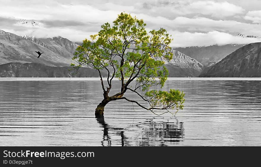 New Zealand&#x27;s most photographed tree. New Zealand&#x27;s most photographed tree.