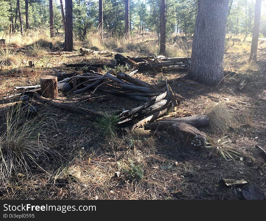 A New Tiny Log House Development