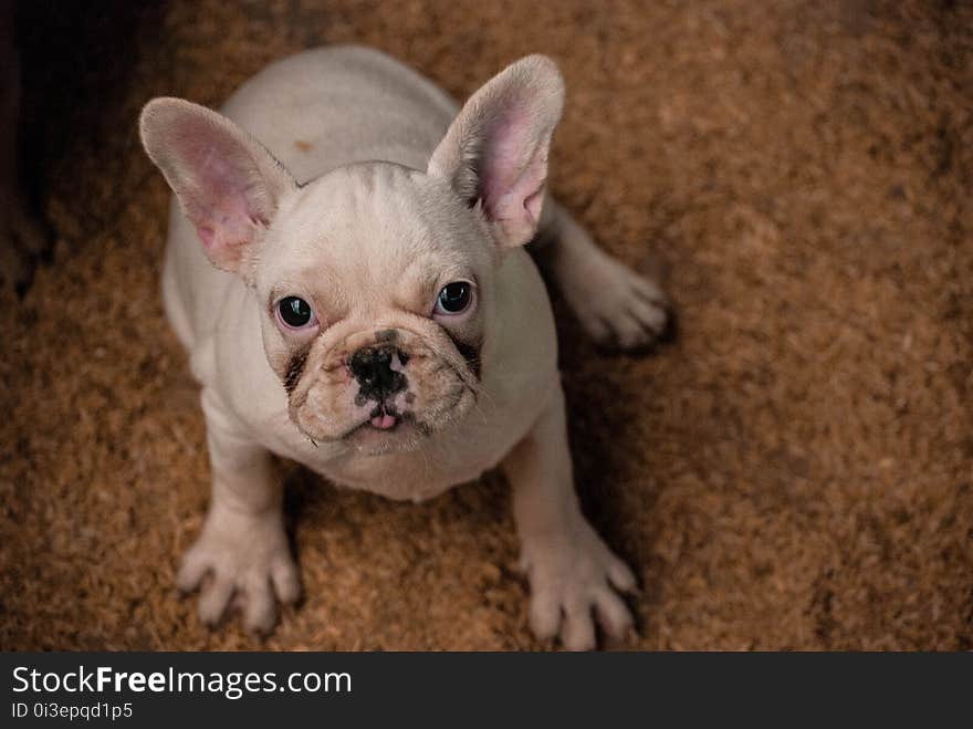 French Bulldog. French Bulldog