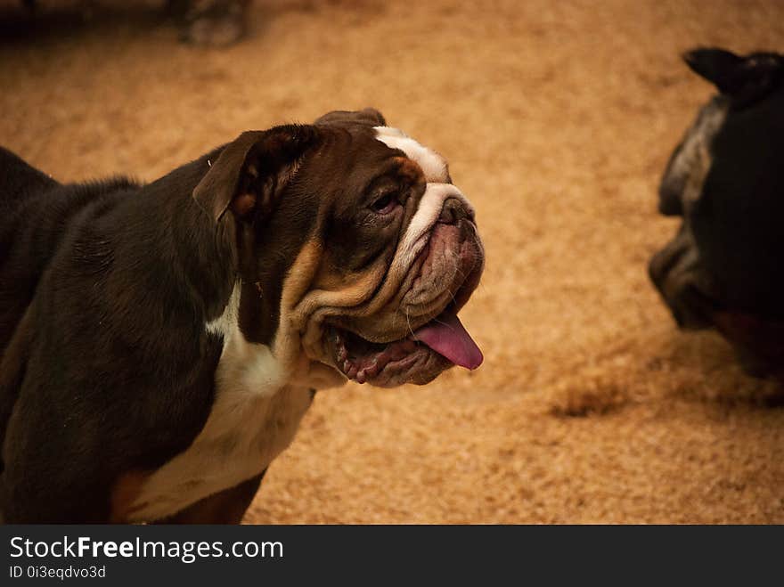 English Bulldog. English Bulldog