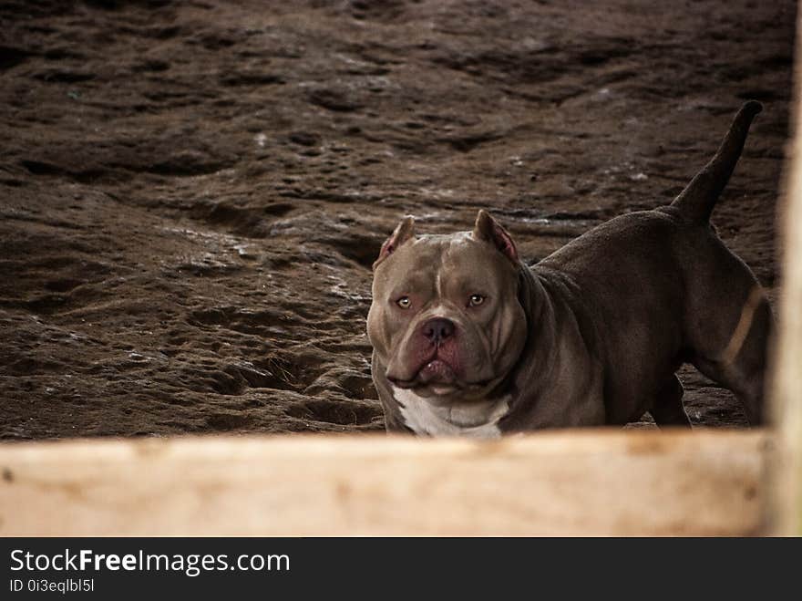 American Bully. American Bully