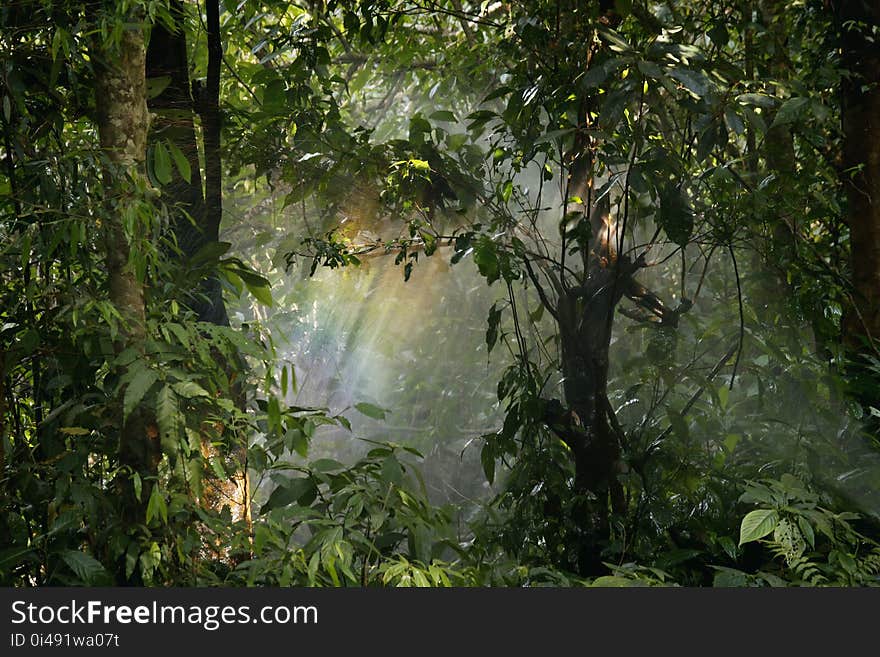 Background, Blur, Botanical, Branches,