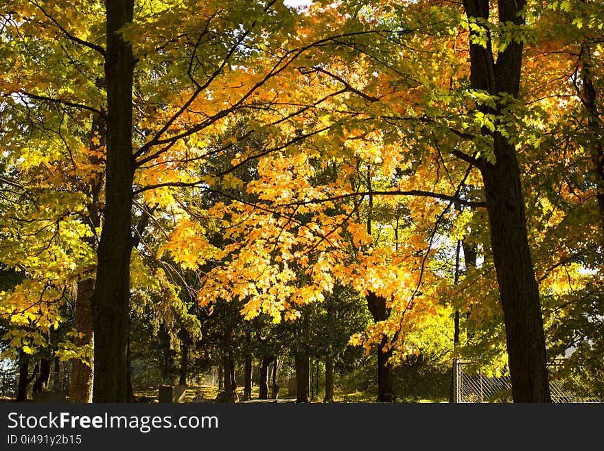 Autumn trees in Quebec, Canada