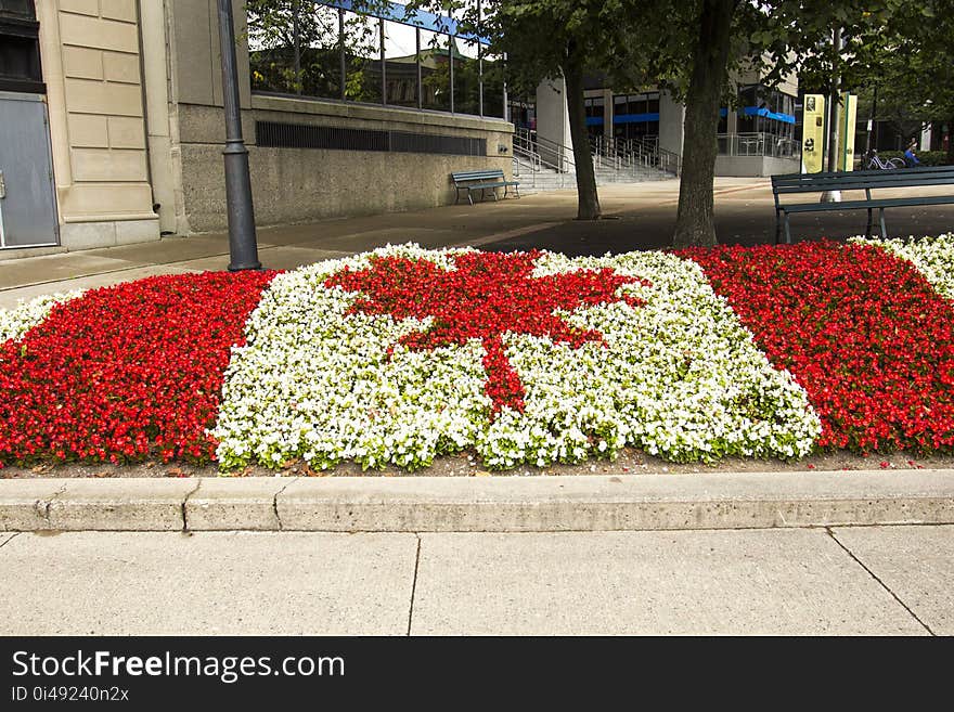 Maple leaf flag. Maple leaf flag