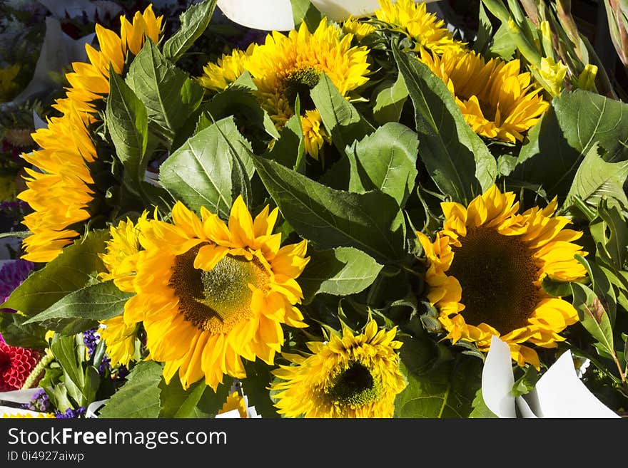 Bucket of sunflowers. Bucket of sunflowers