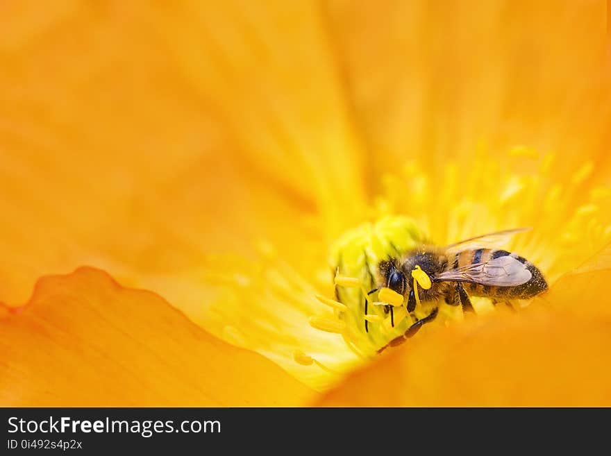 Animal, Bee, Bloom, Blooming