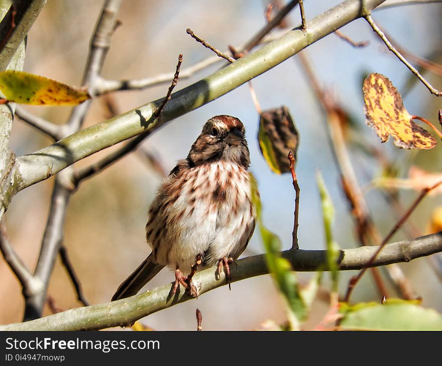 Oiseau &#x28;Bruant Chanteur&#x29; 144