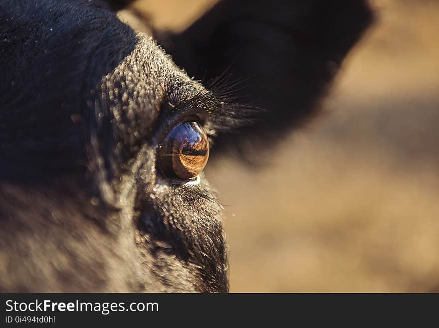 Animal, Blur, Cattle, Close-up