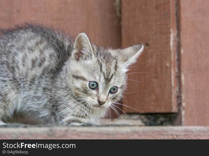 Cute Grey Kitten