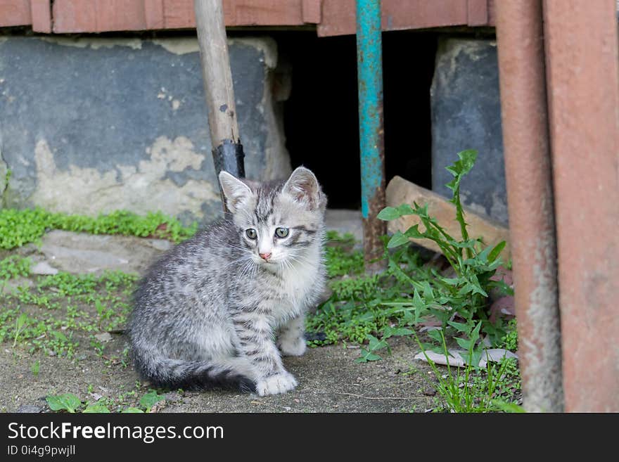 Cute Grey Kitten