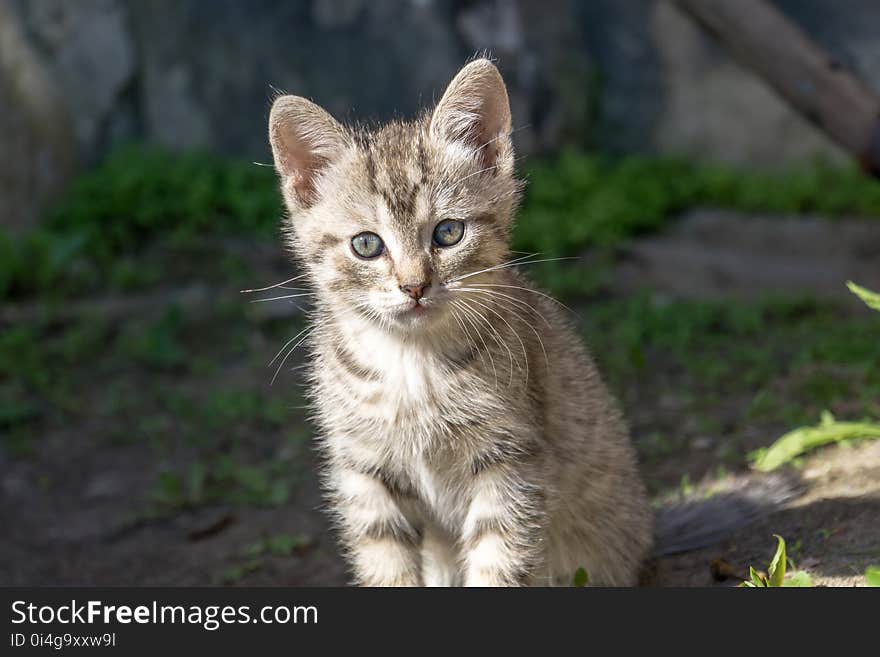 Cute Grey Kitten