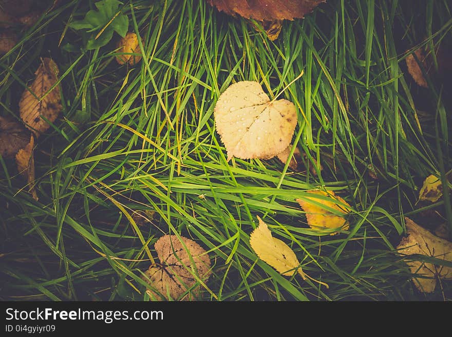 Fallen leaves of yellow color on the grass. Fallen leaves of yellow color on the grass.