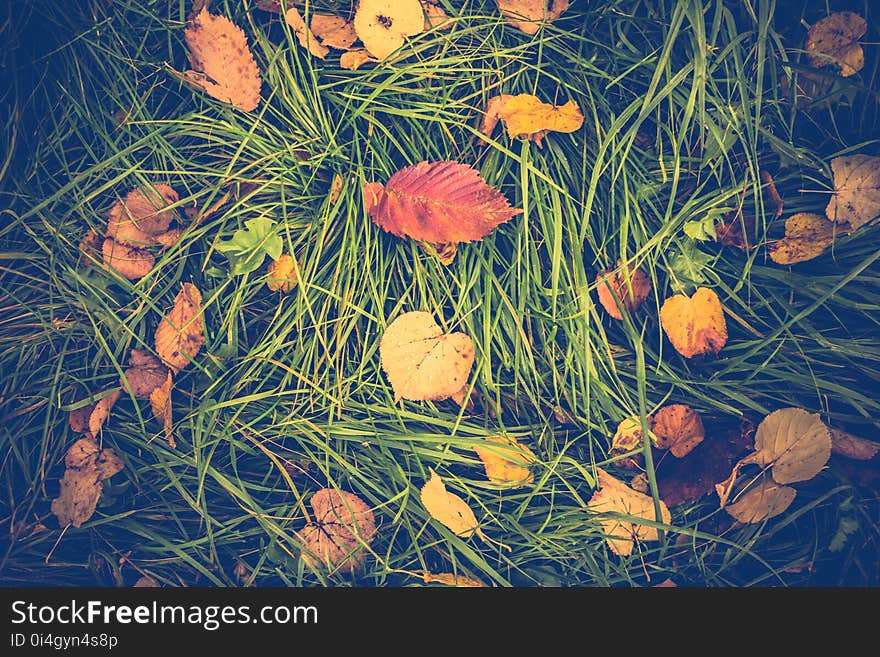 Fallen leaves of yellow color on the grass. Fallen leaves of yellow color on the grass.