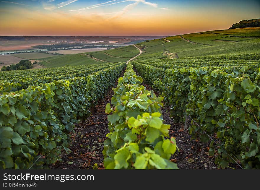 Champagne region in France. A beautiful view.