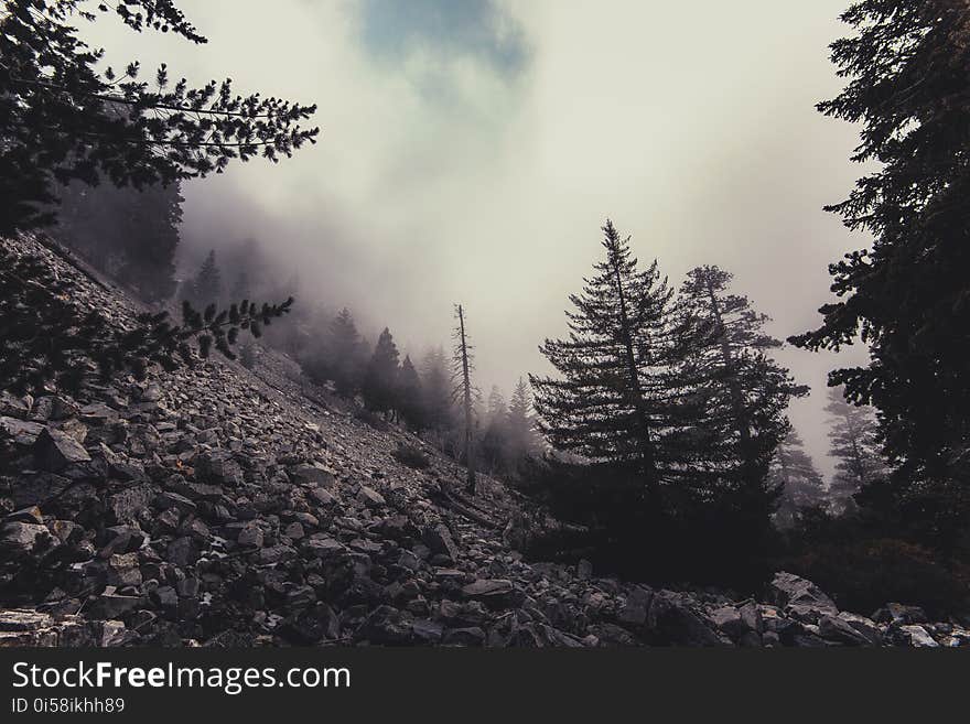 Clouds, Cold, Conifer