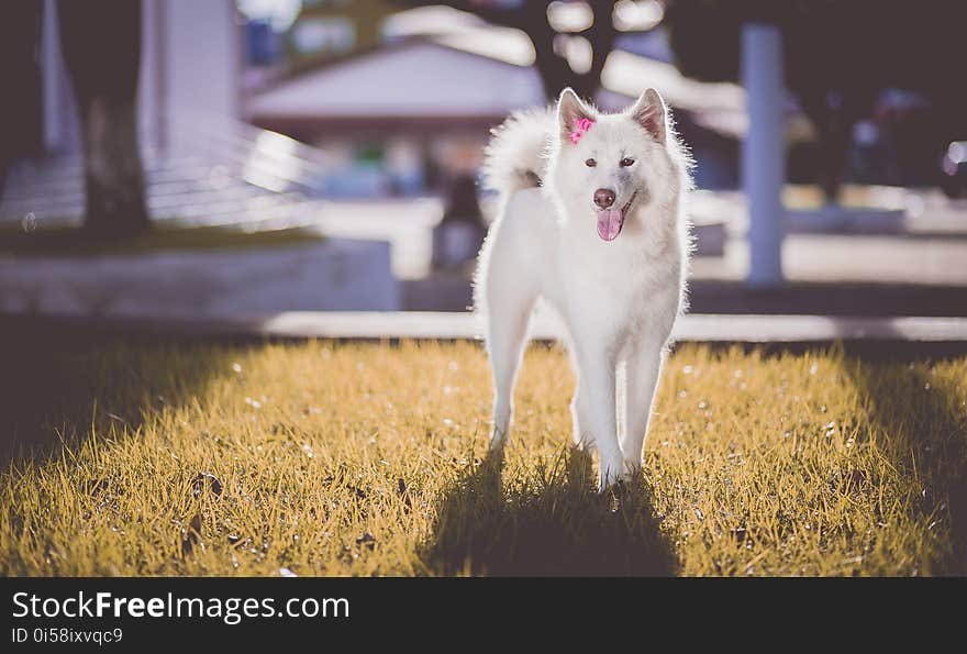 Adorable, Akita, Animal, Breed,