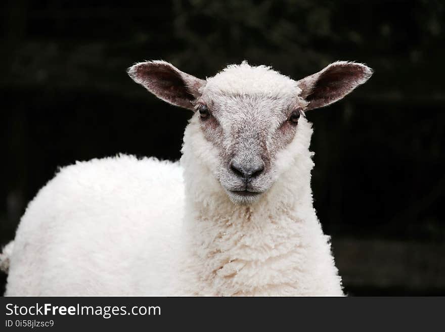 Animal, Blur, Close-up, Countryside