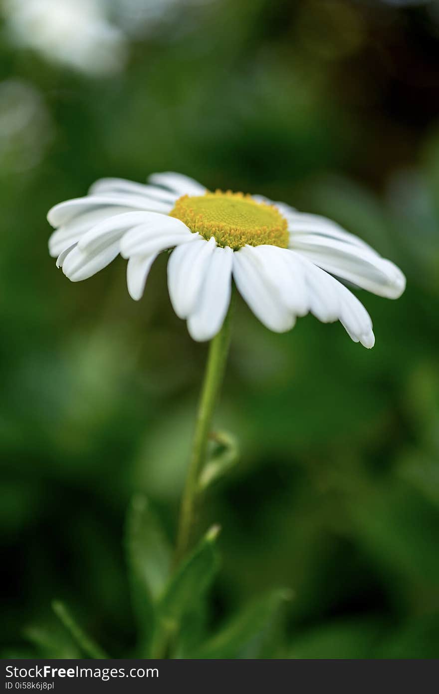 Beautiful, Bloom, Blooming, Blossom