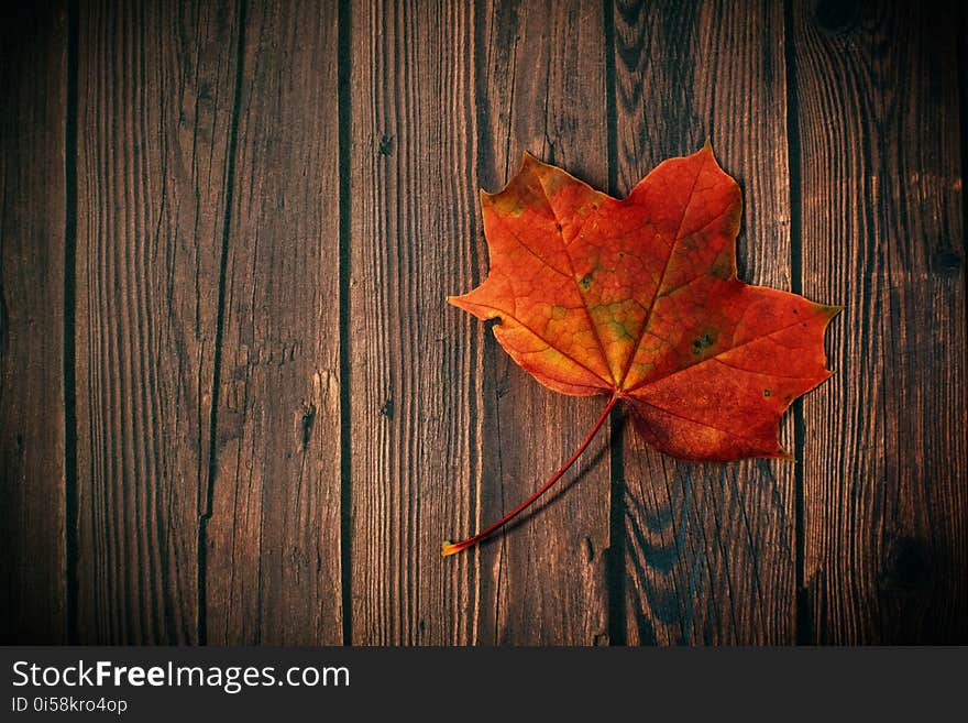 Autumn, Leaf, Board