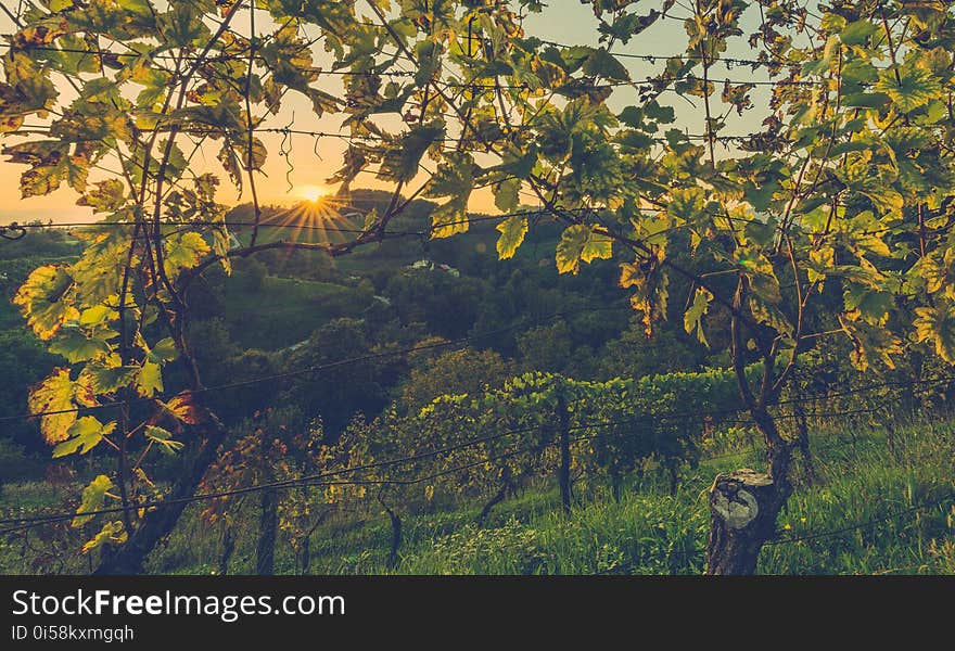 Branches, Colors, Countryside, Environment,