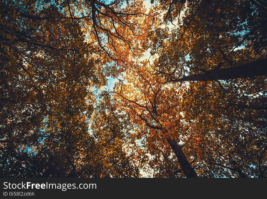 Autumn, Autumn, Leaves, Fall