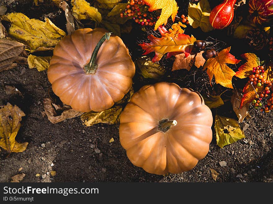 Abundance, Autumn, Fall, Farm