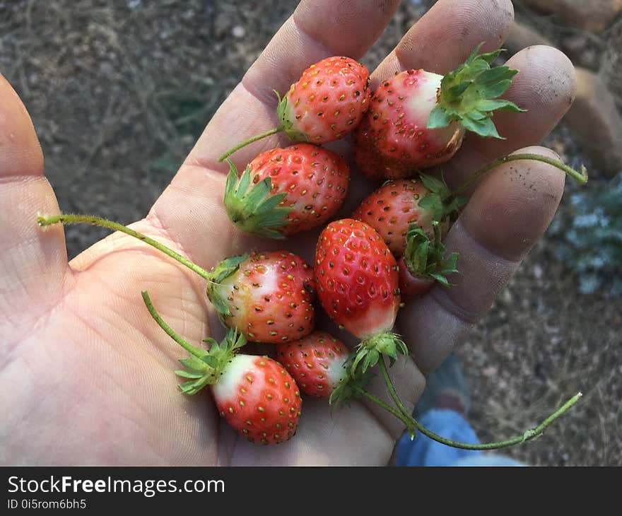 I Thought There Was only One Strawberry Today...